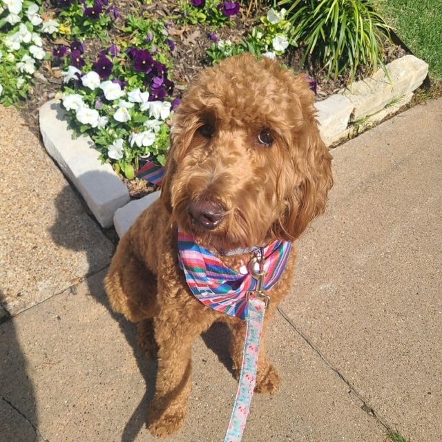 A brown dog wearing a bandana is standing on a sidewalk