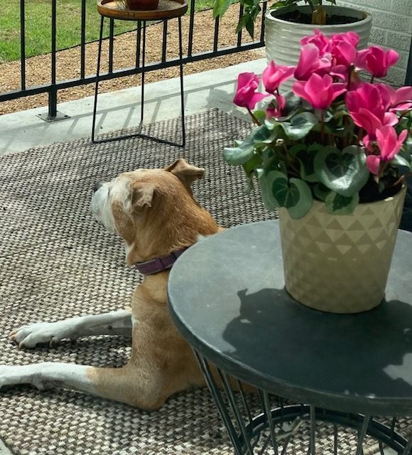 A dog laying on a rug next to a potted plant