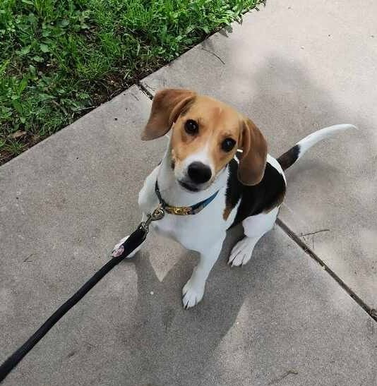 A small brown and white dog is sitting on a sidewalk on a leash.