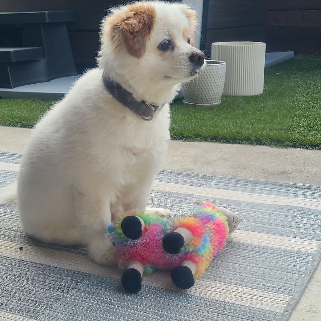 A white dog is sitting on a rug next to a stuffed animal