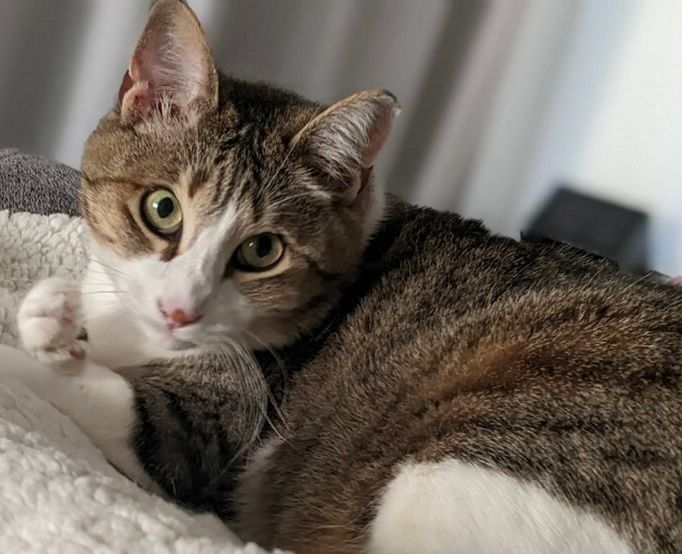 A cat is laying on a blanket on a bed and looking at the camera.
