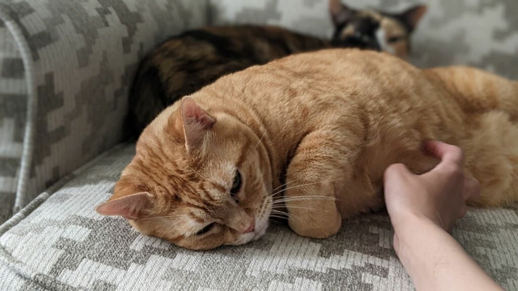 A person is petting a cat on a couch.