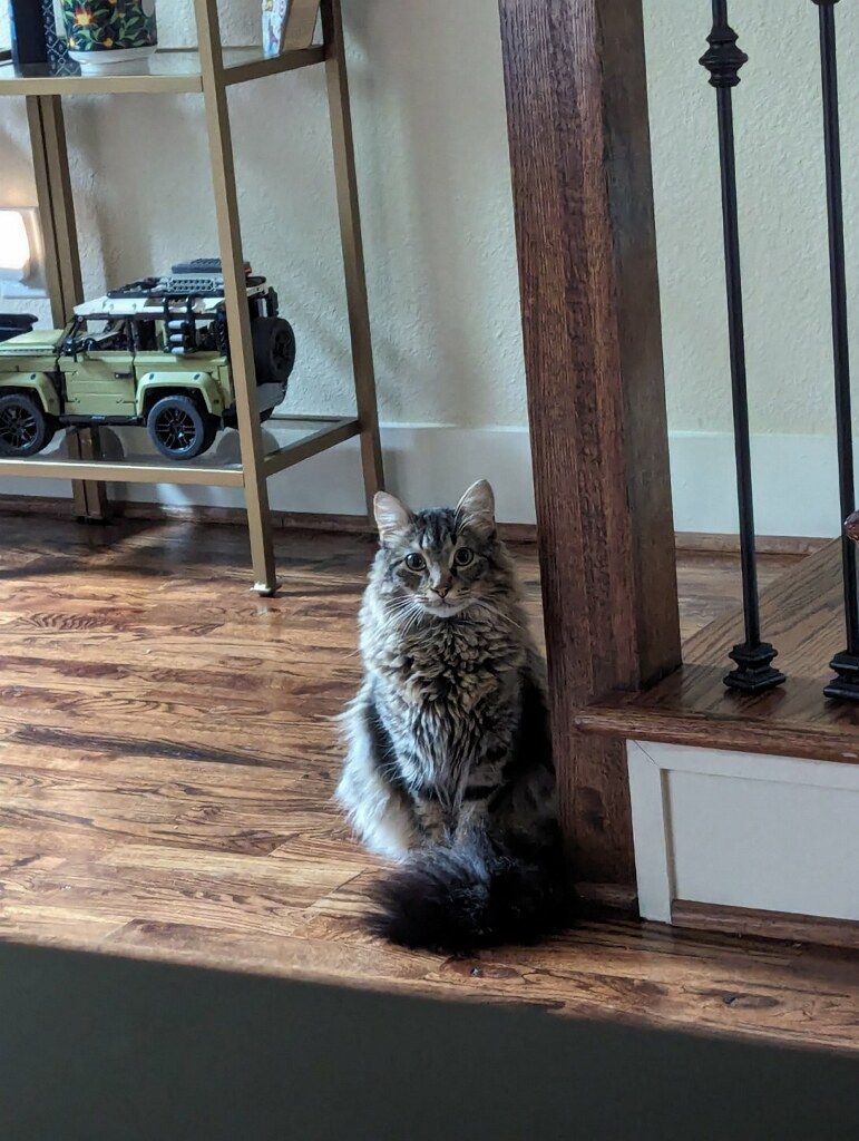 A cat is sitting on a wooden floor next to a staircase.