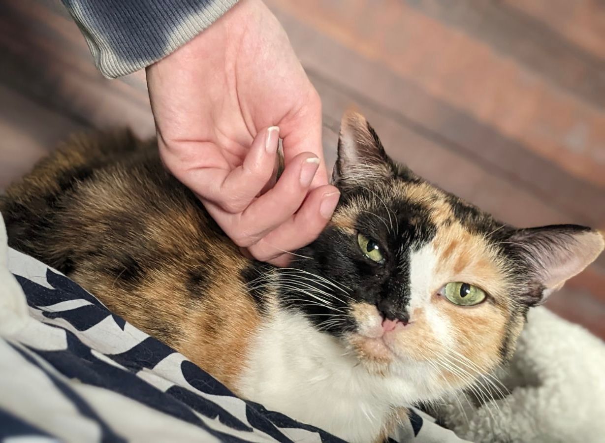 A person is petting a calico cat on a bed.