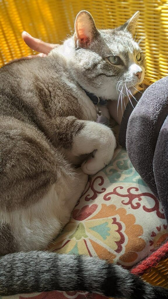 A cat is sleeping on a pillow in a wicker chair.