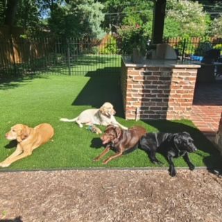 A group of dogs are laying on top of a lush green lawn.