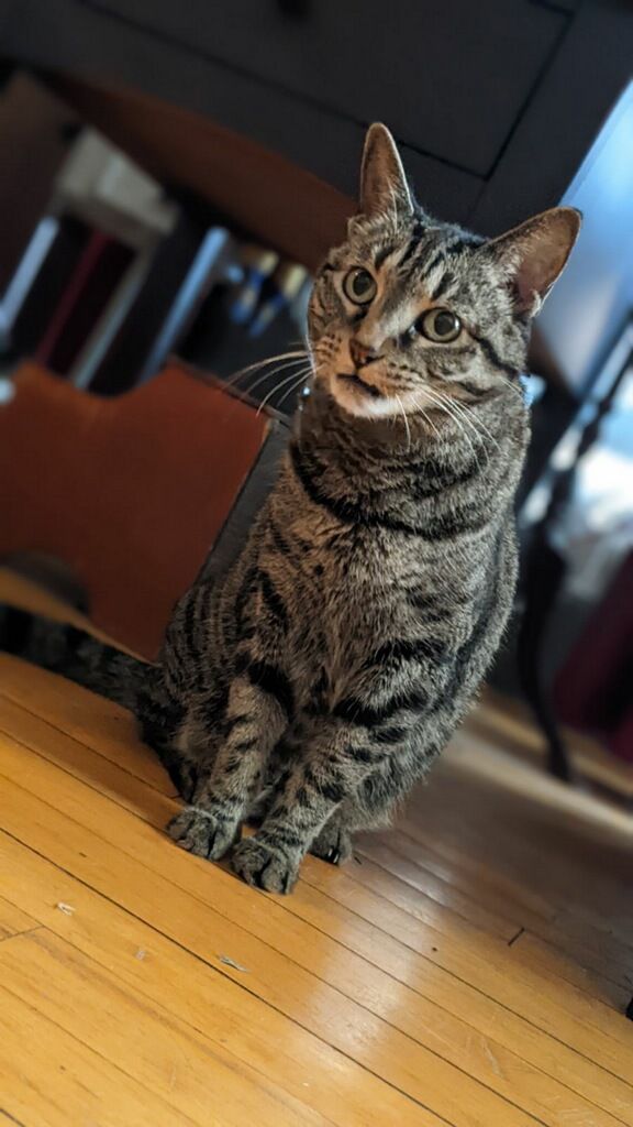 A cat is sitting on a wooden floor and looking at the camera.