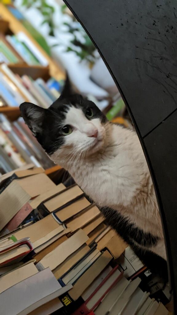 A black and white cat is sitting on top of a pile of books.