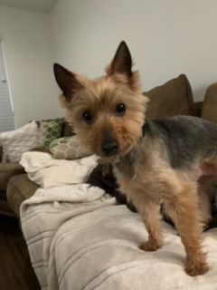 A small dog is standing on a couch in a living room.