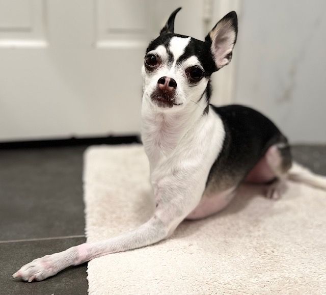 A black and white chihuahua laying on a white rug