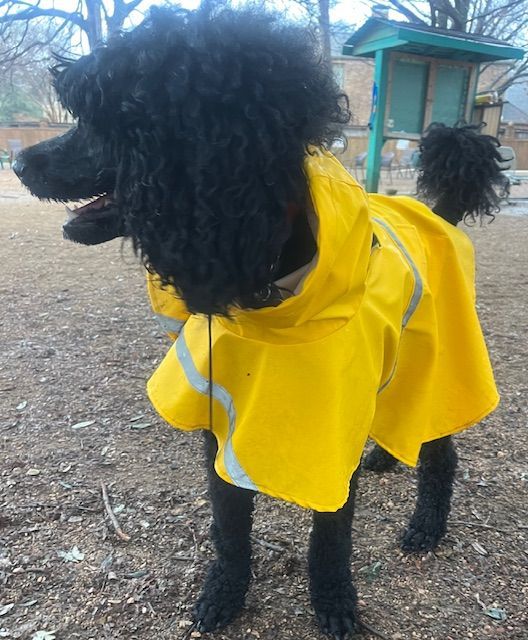 A black poodle wearing a yellow raincoat in a park