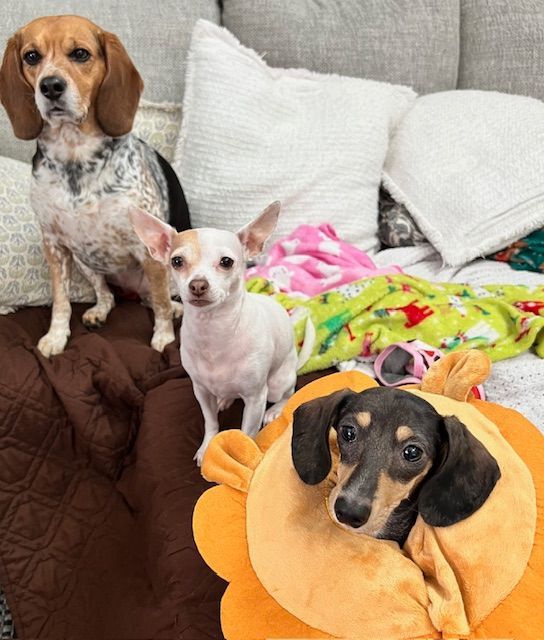 Three dogs are sitting on a couch including a dachshund