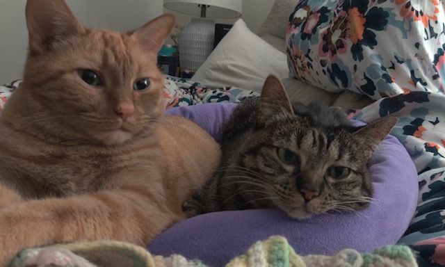 Two cats are laying next to each other on a bed.