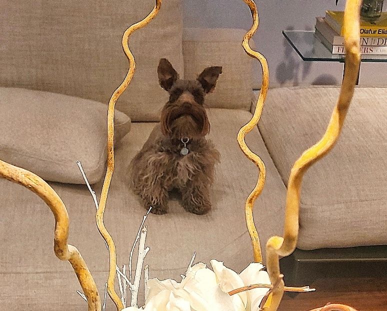 A small dog is sitting on a couch next to a vase of flowers