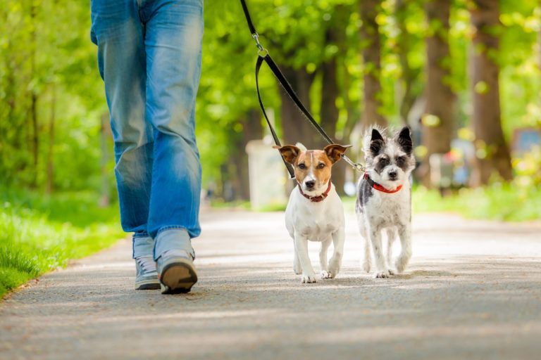 Dogs on a walk