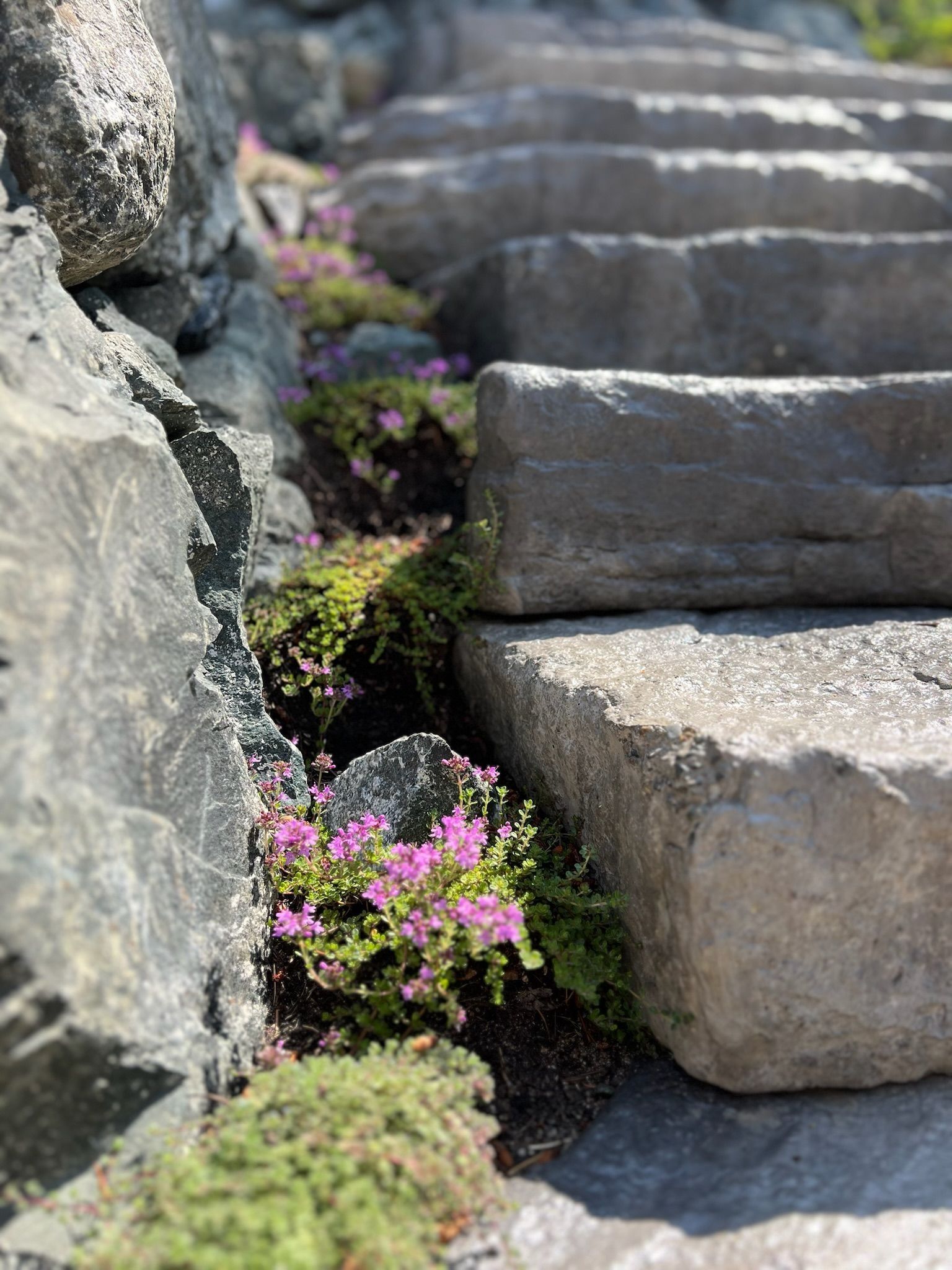 Stone steps with pink flowers and greenery growing between the stones.