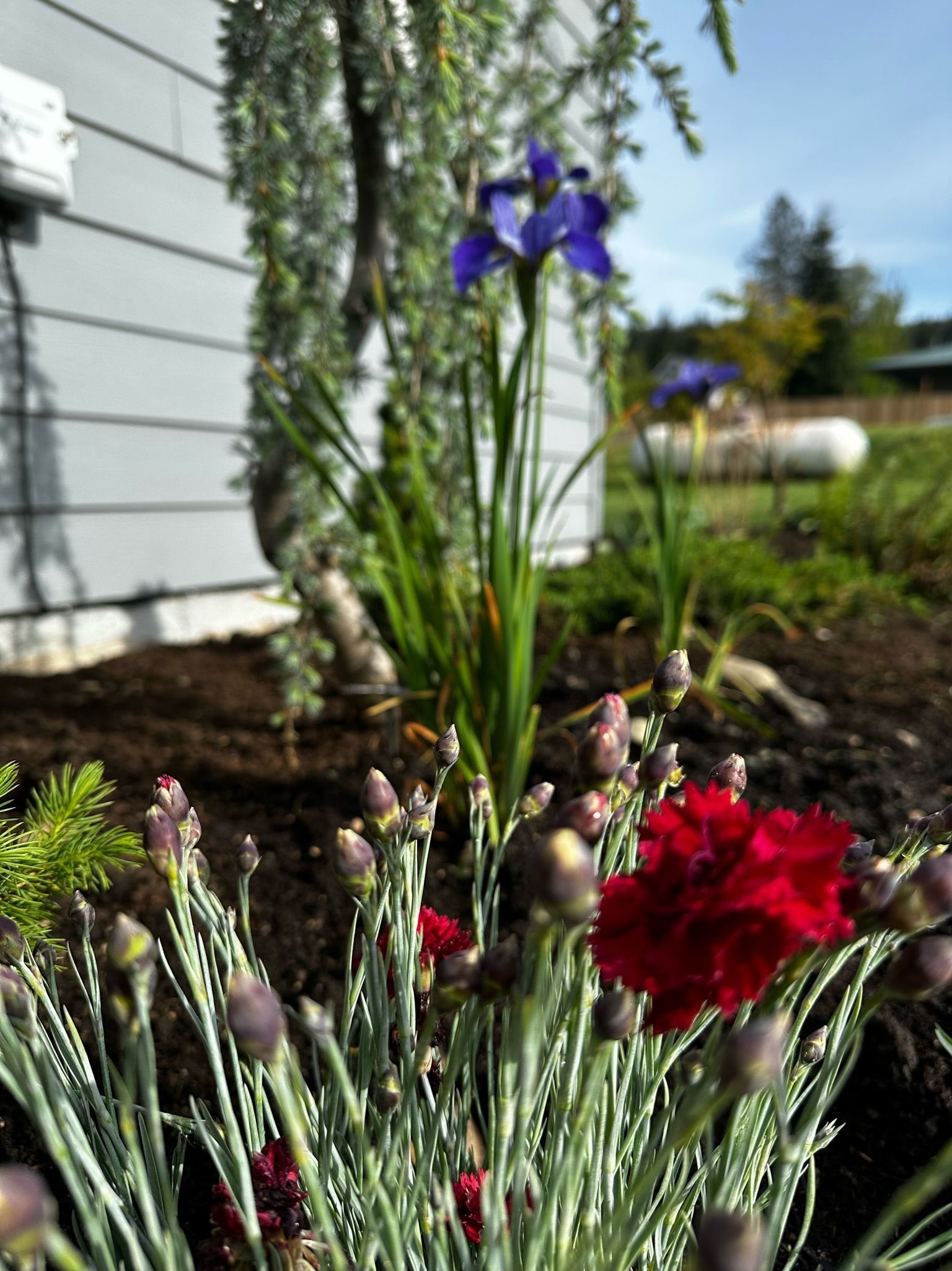 Red carnations and purple iris bloom in front of a gray house.