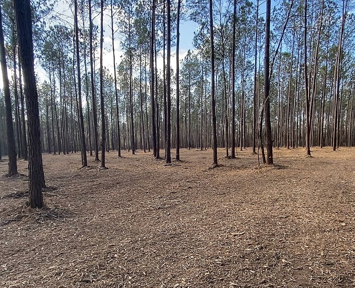 Forest Mulching
