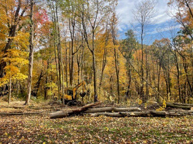 Tree Clearing