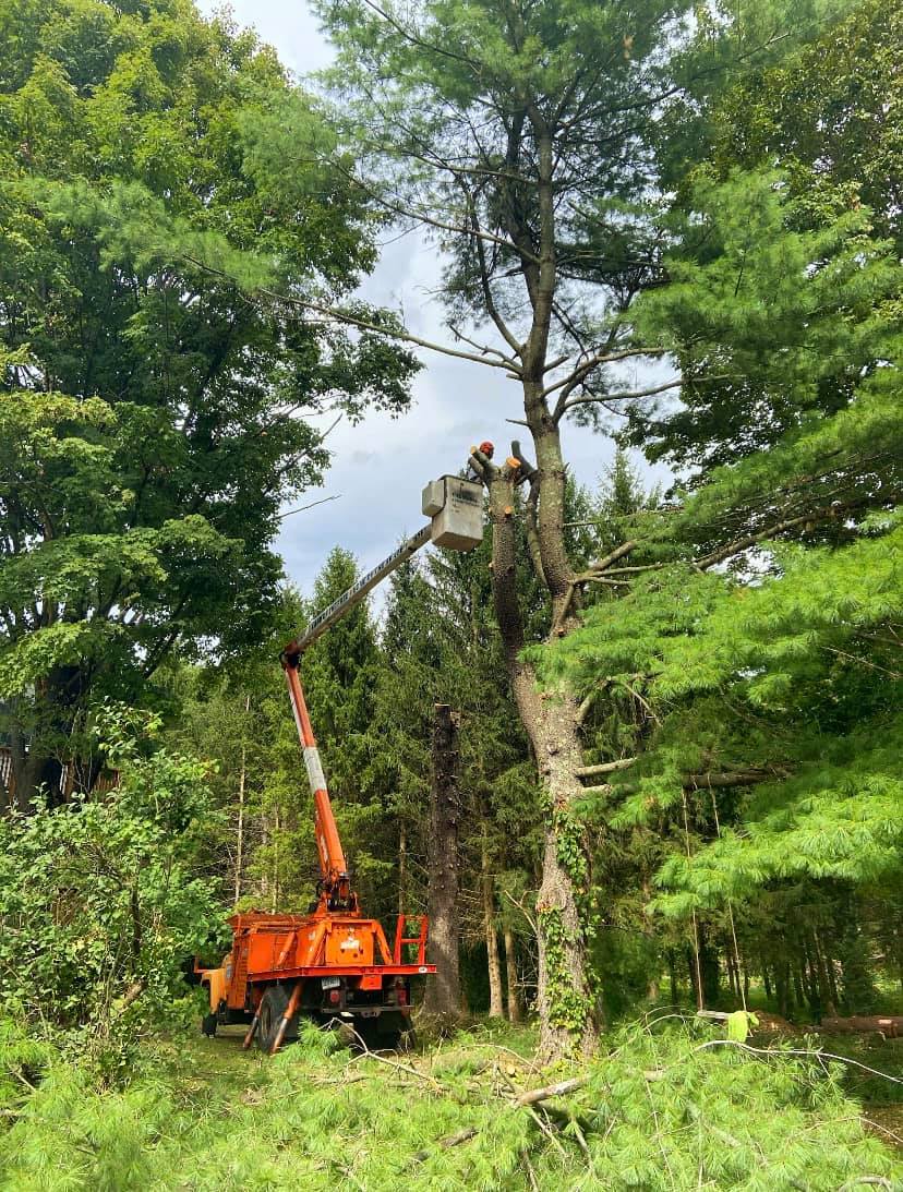 Tree service