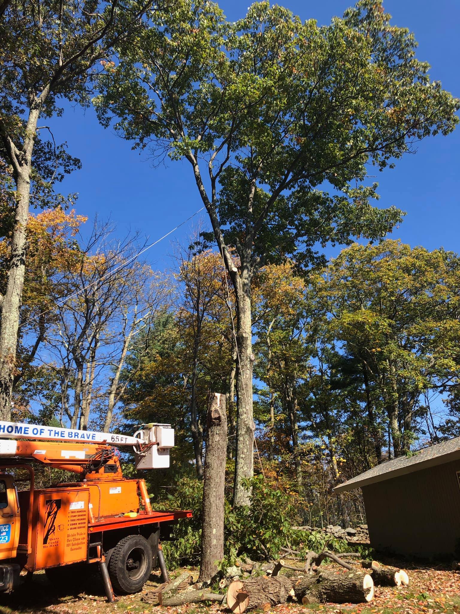 Chad's Tree Service Tree Removal New Milford, CT