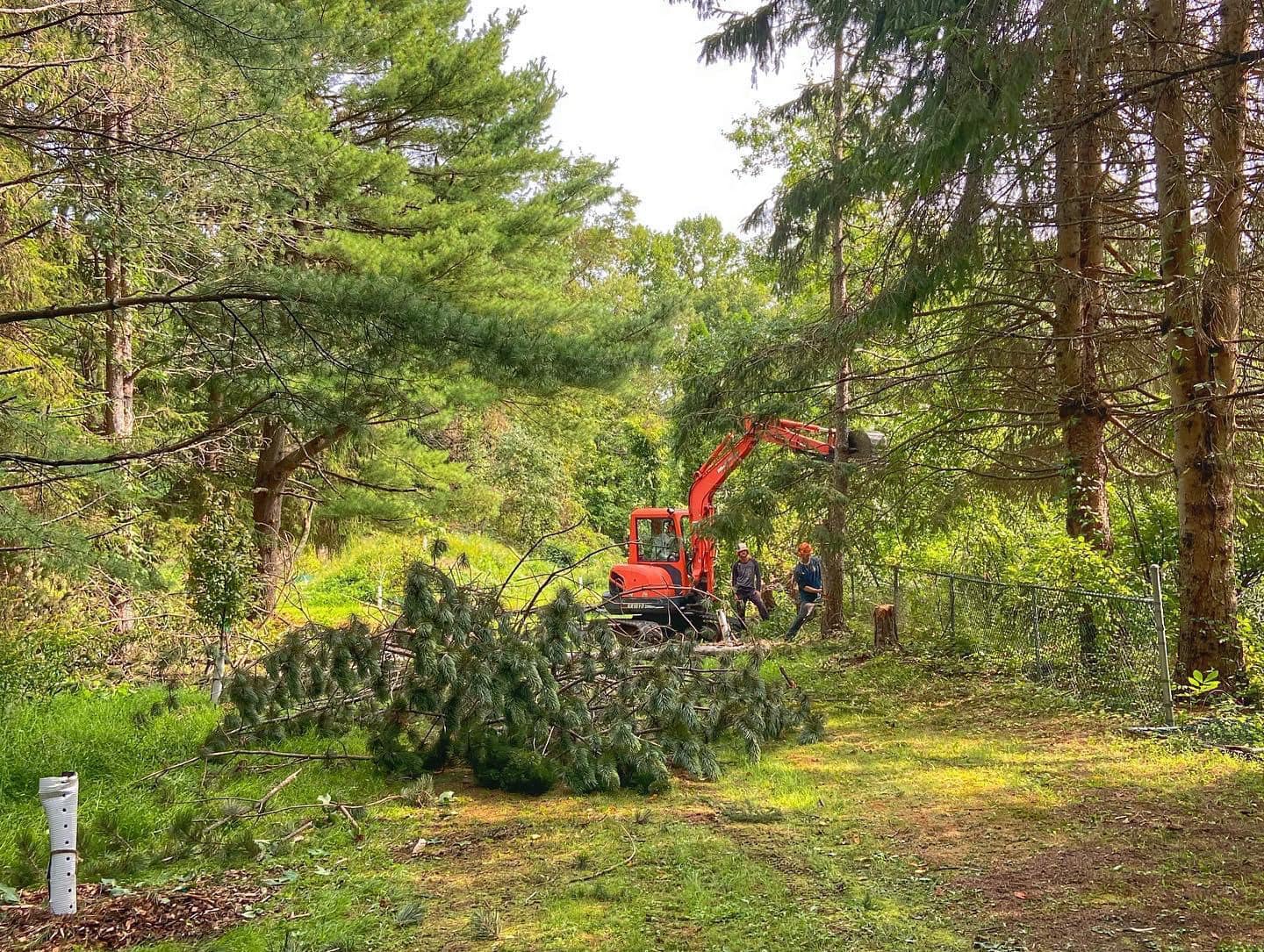 Chad's Tree Service | Tree Removal | New Milford, CT