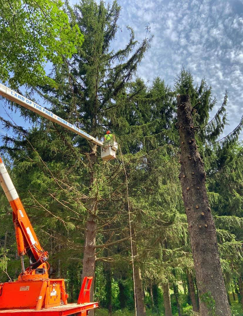 Chad's Tree Service | Tree Removal | New Milford, CT