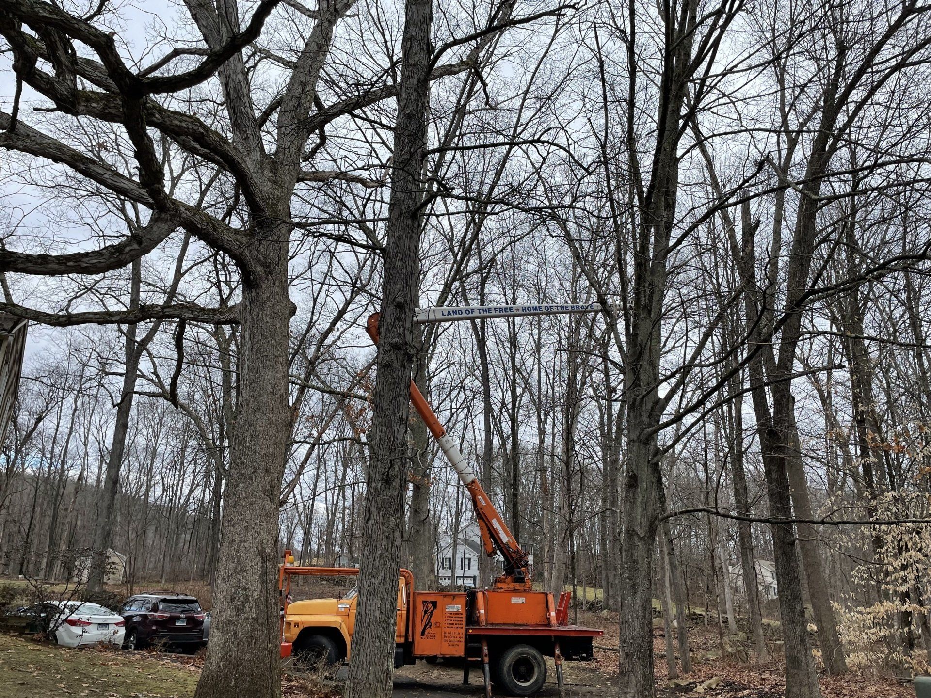 Tree Cutting