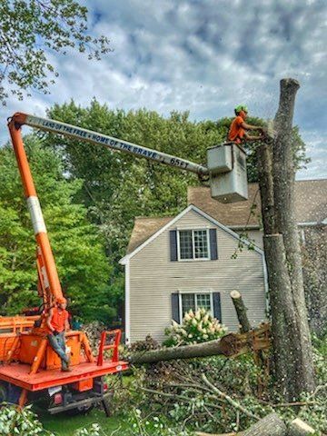 Tree Cutting
