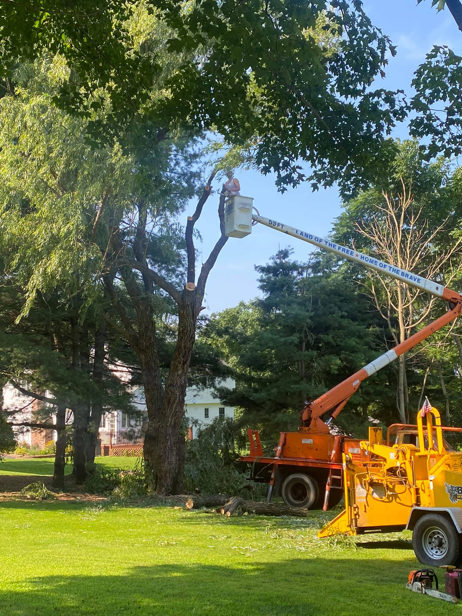Tree service