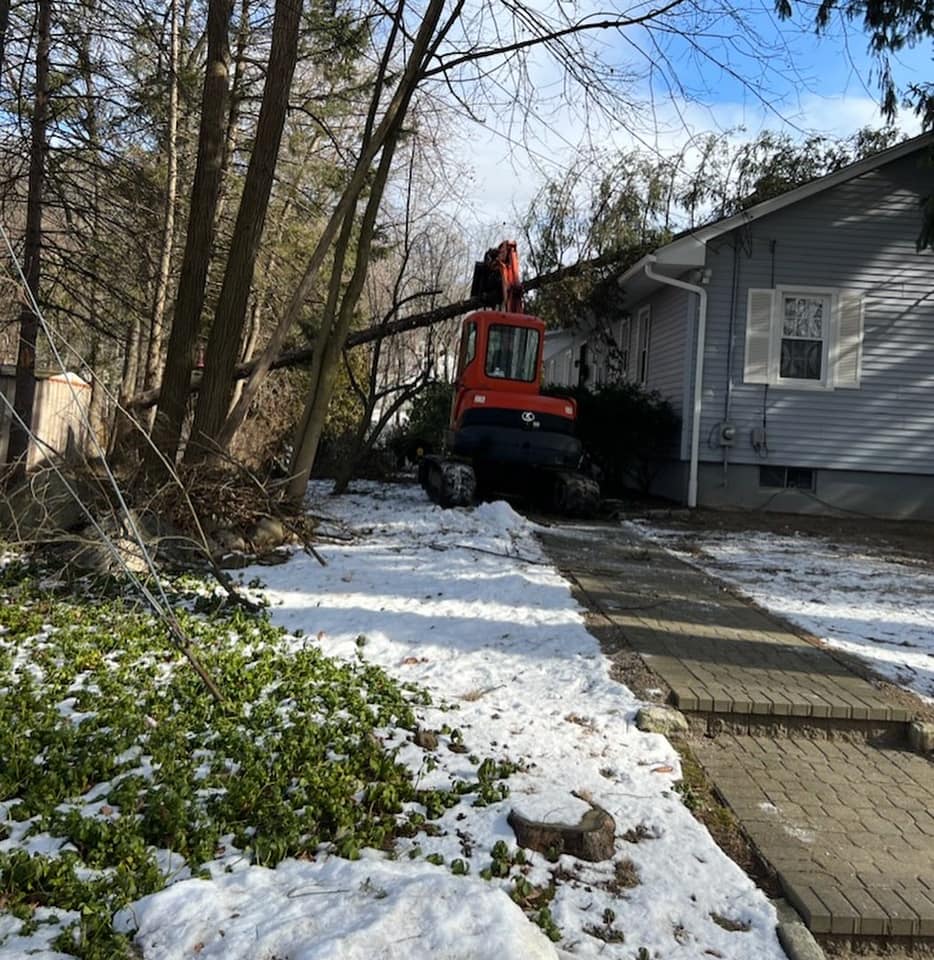 Tree service