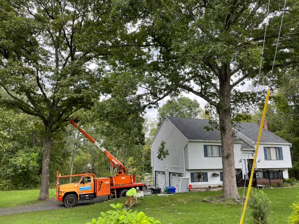 Tree service