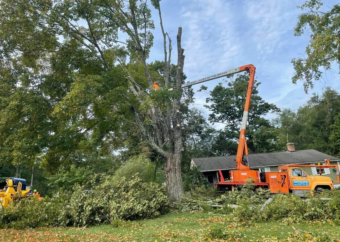 Tree service