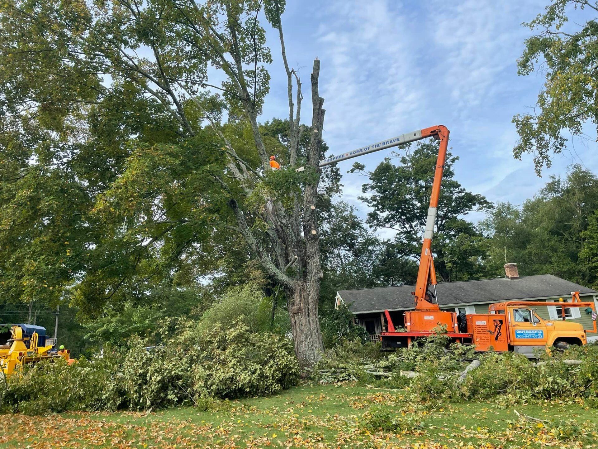 Tree service