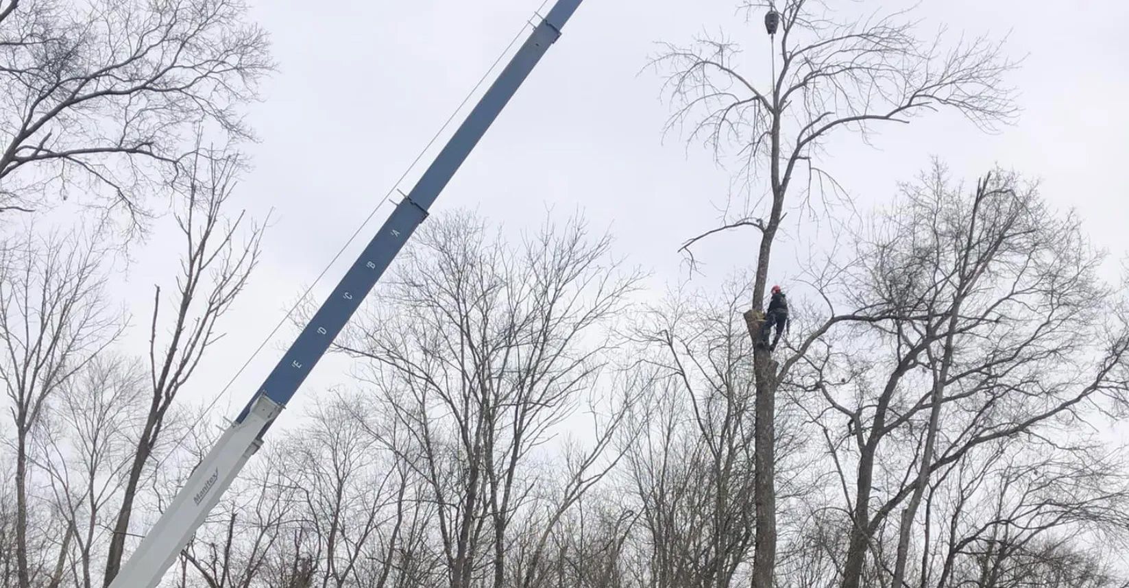 A tree worker in a harness is trimming a tall tree with an aerial lift on a cloudy day.