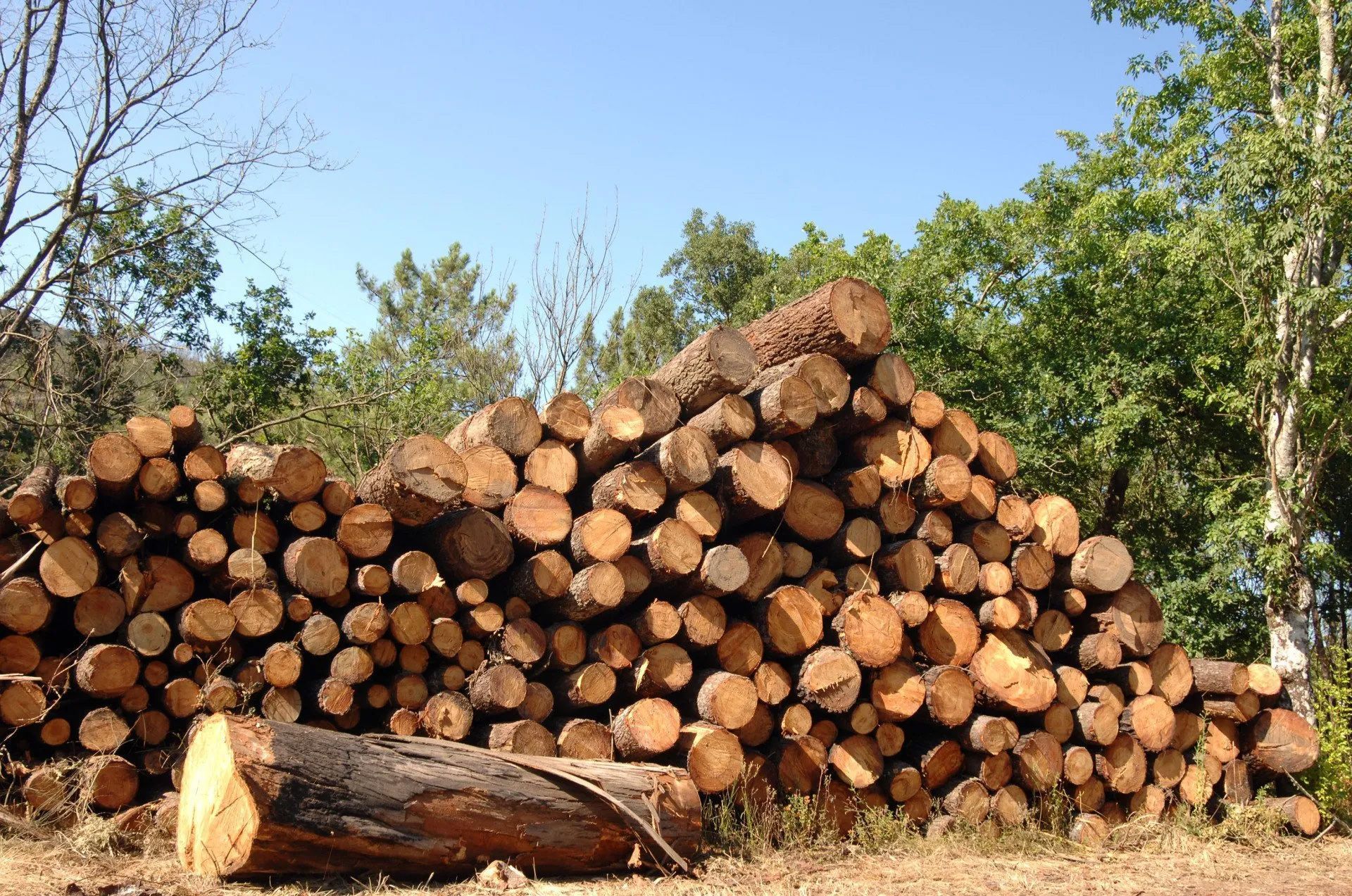Pile of cut tree logs, brown and circular, outdoors in front of green trees and a blue sky.