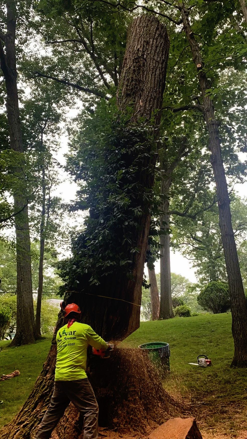 Arborist cutting a tall tree with a chainsaw in a wooded area.