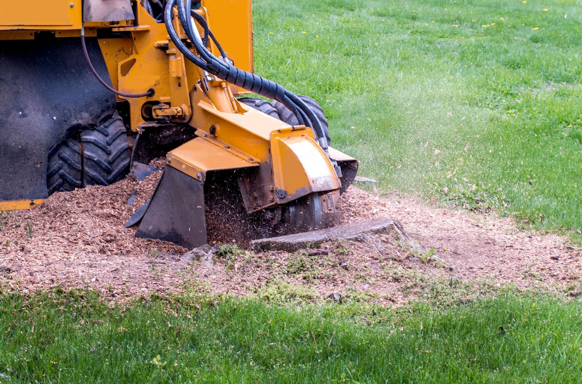 Yellow stump grinder grinding a tree stump into wood chips on a grassy lawn.