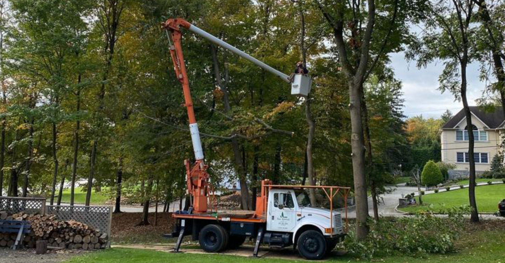 A tree service worker in an orange helmet, cutting a tree branch with a chainsaw from a bucket lift.
