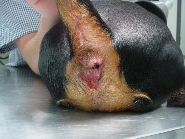 A close up of a dog 's tail with a hole in it.