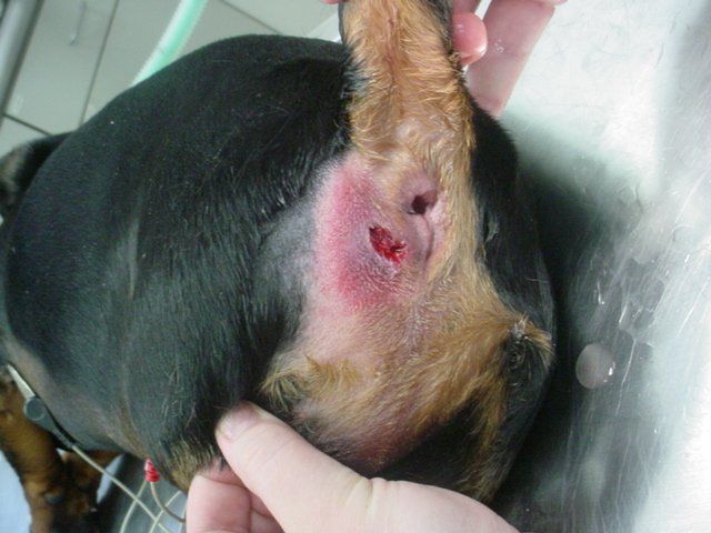 A person is holding a dog 's ear with a hole in it