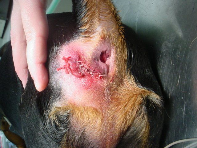 A close up of a dog 's ear with stitches in it