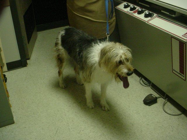 A small brown and white dog is standing in a room