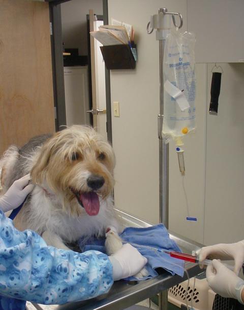 A dog is being examined by a veterinarian in an operating room