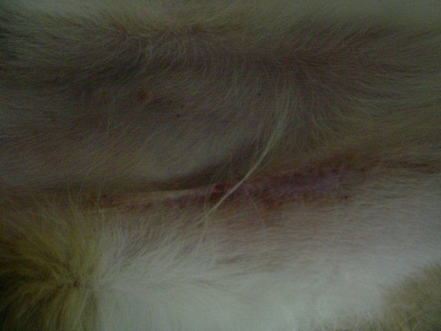 A close up of a dog 's fur with a stitch in it.