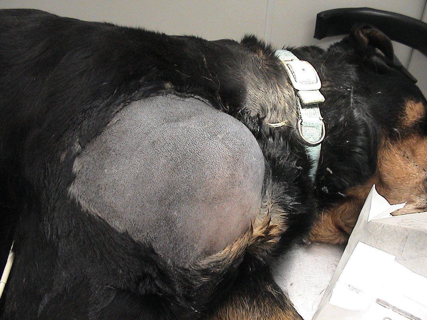 A black and brown dog with a collar is laying down