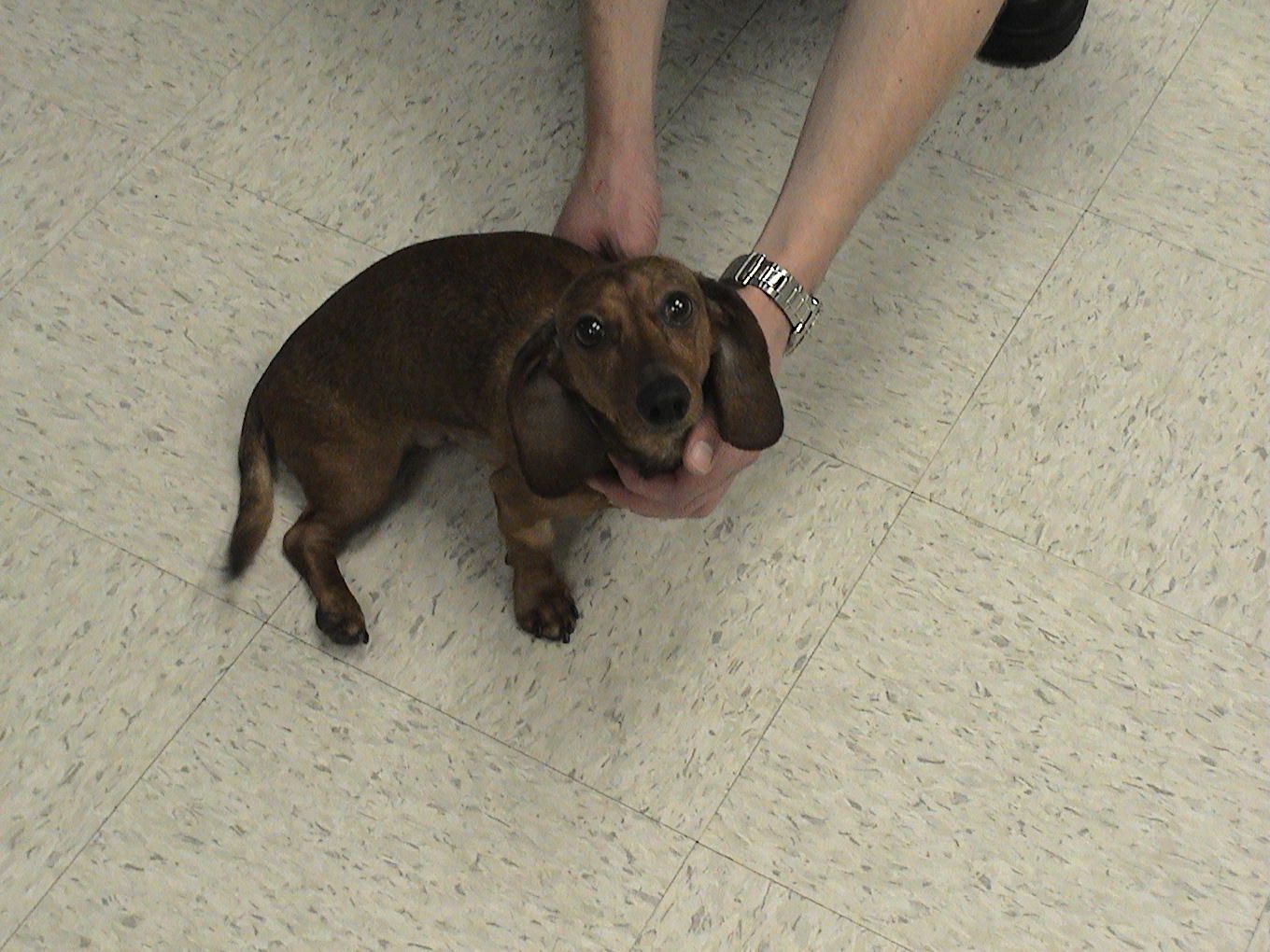 A person is holding a small brown dog on a tiled floor