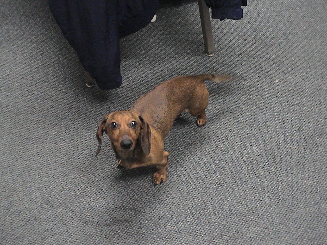 A small brown dog standing on a carpeted floor