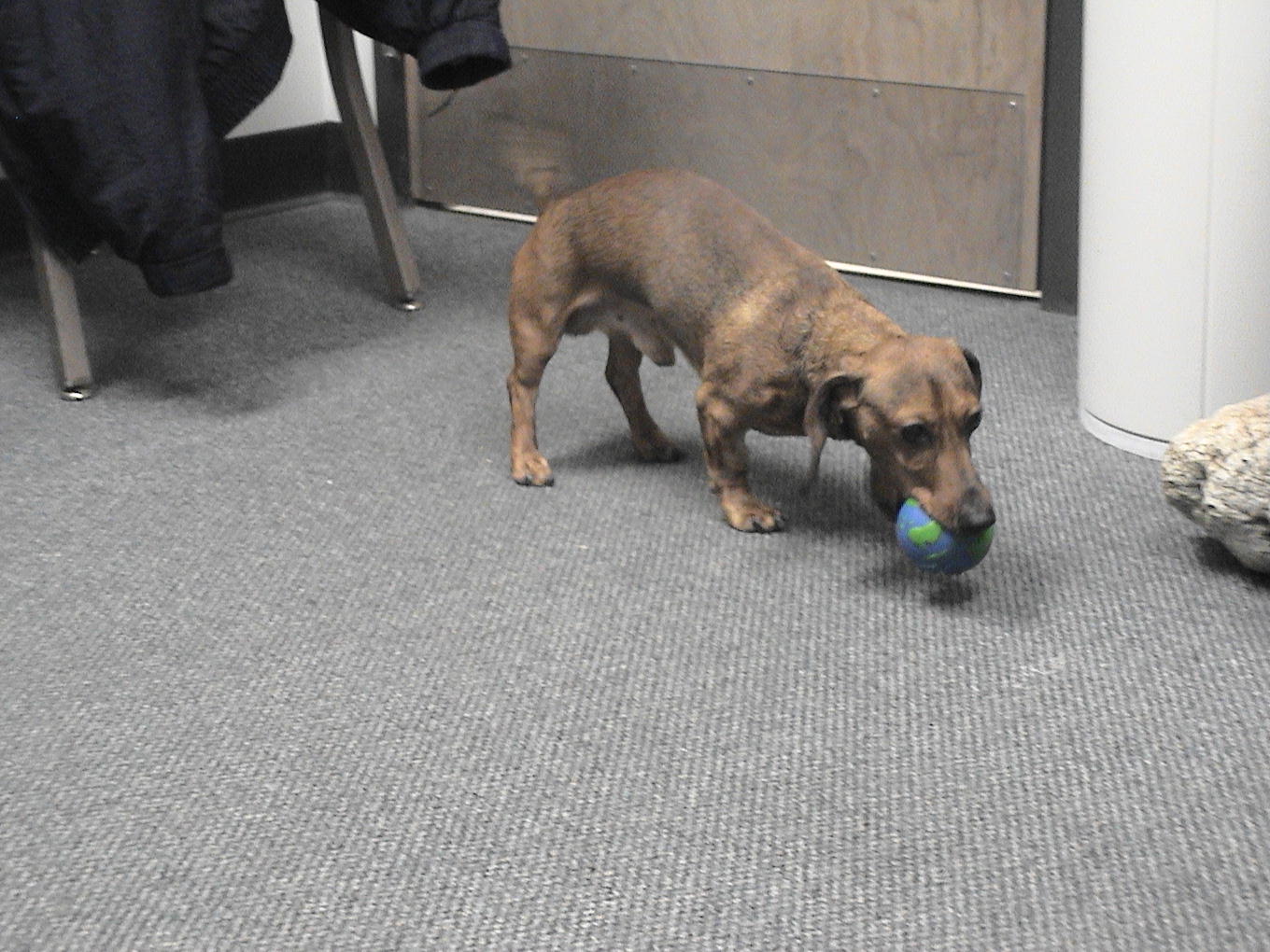 A dog is playing with a ball on the floor