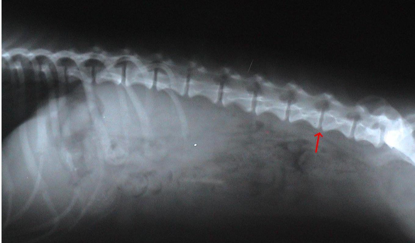 An x-ray of a dog 's spine with a red arrow pointing to it.